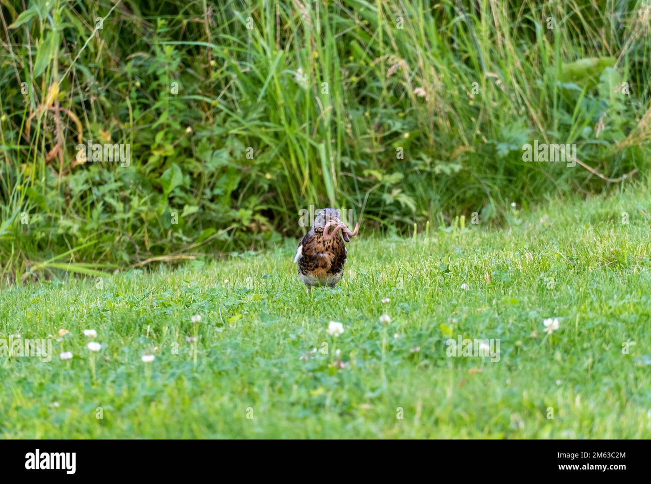 Jeune blackbird avec un ver dans son bec. Oiseau sur un pré vert. Banque D'Images