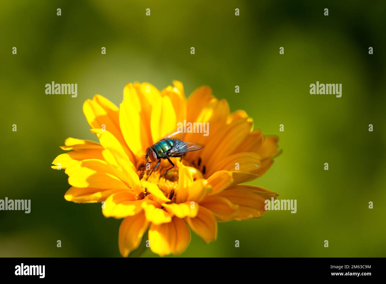 Mouche verte sur une fleur jaune, Lucilia sericata. Gros plan sur les insectes. Banque D'Images