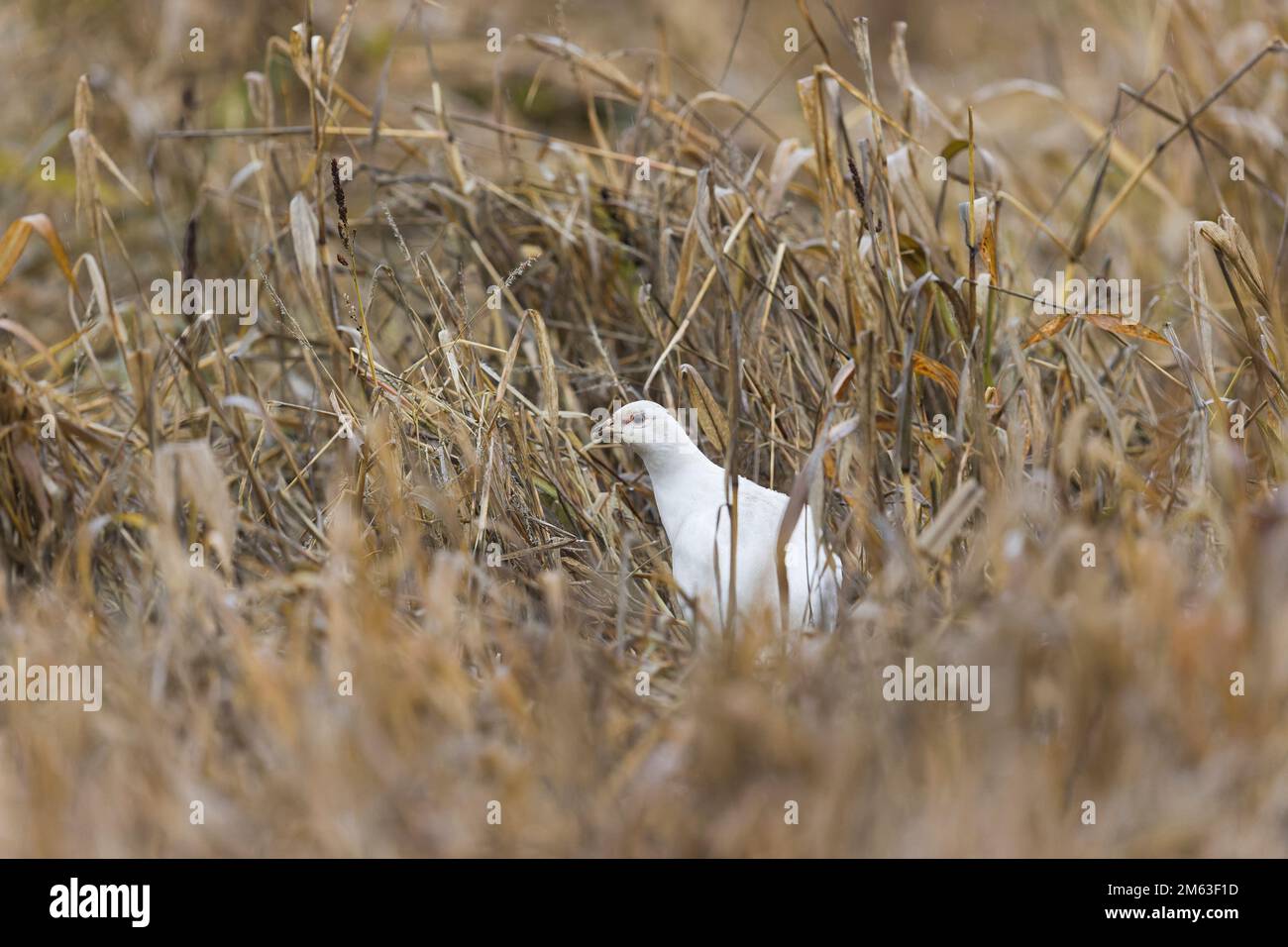 Faisan commun Phasianus colchicus, femelle adulte, variété blanche, parmi la végétation, Suffolk, Angleterre, décembre Banque D'Images