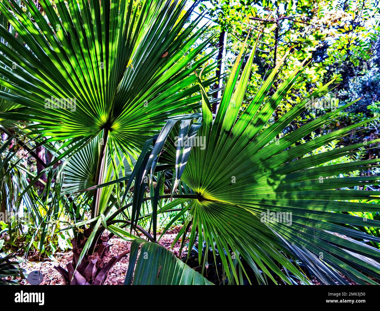 Branches de palmier dans le jardin botanique d'El Puerto de la Cruz à