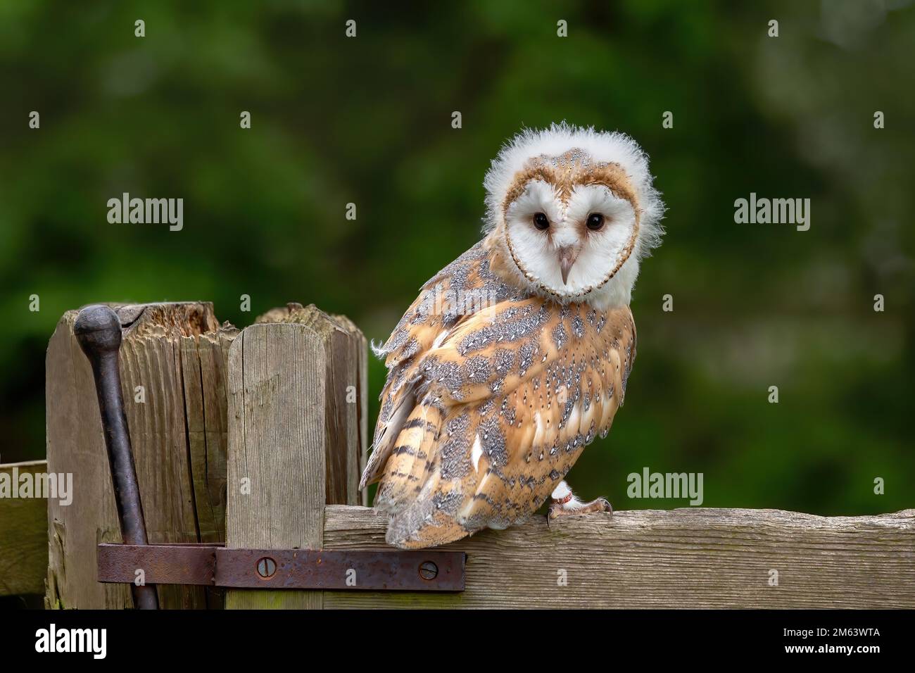 Petite Barn Owl, jeune femme ( Tyto Alba ) avec des peluches et des plumes. Faune perchée dans un environnement naturel Banque D'Images