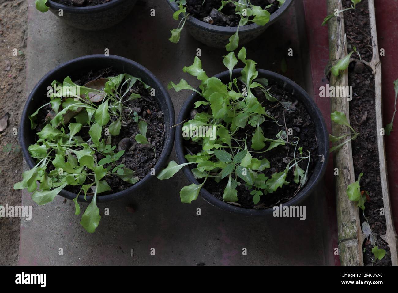 Accueil de petites usines de radis croissant dans des pots en plastique mis sur le plancher de ciment, ces usines deviennent flétrissent en raison du manque d'eau Banque D'Images