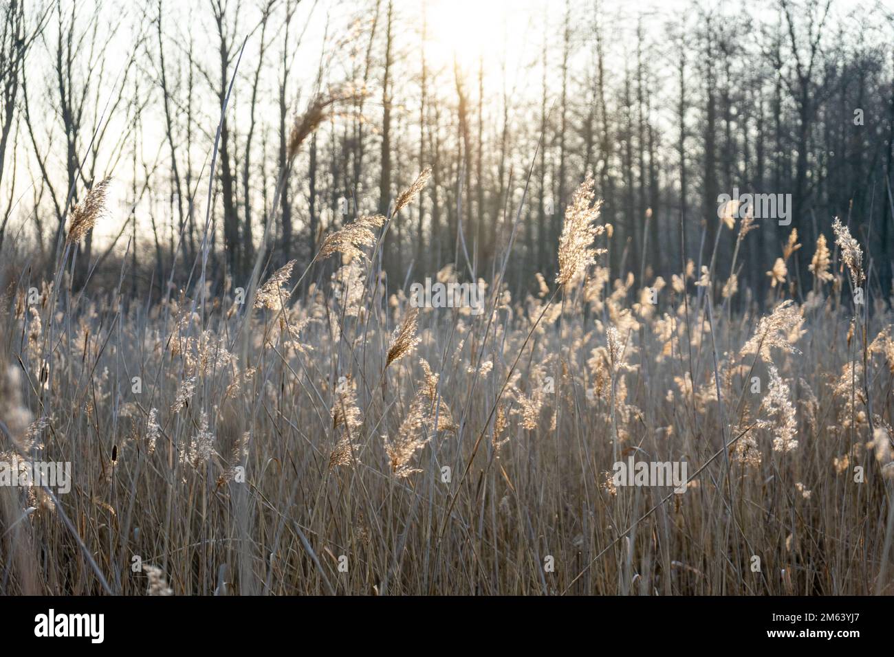 Roseaux secs à la zone de loisirs de Wienerberg à Vienne, Autriche Banque D'Images