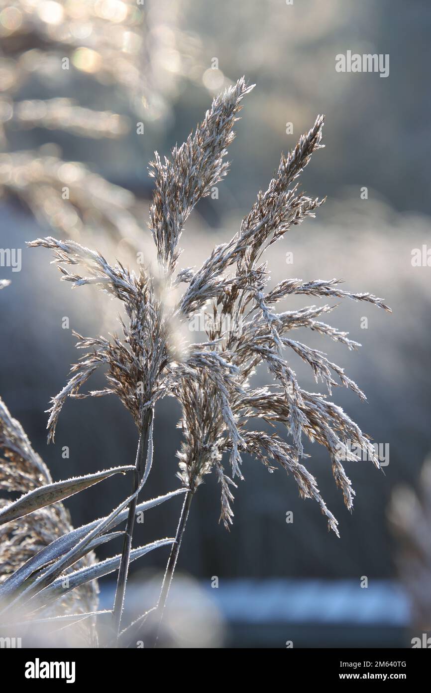 Roseaux gelés dans la lumière du matin au lac avec une émotion incroyablement belle, image nature pour le journal Banque D'Images
