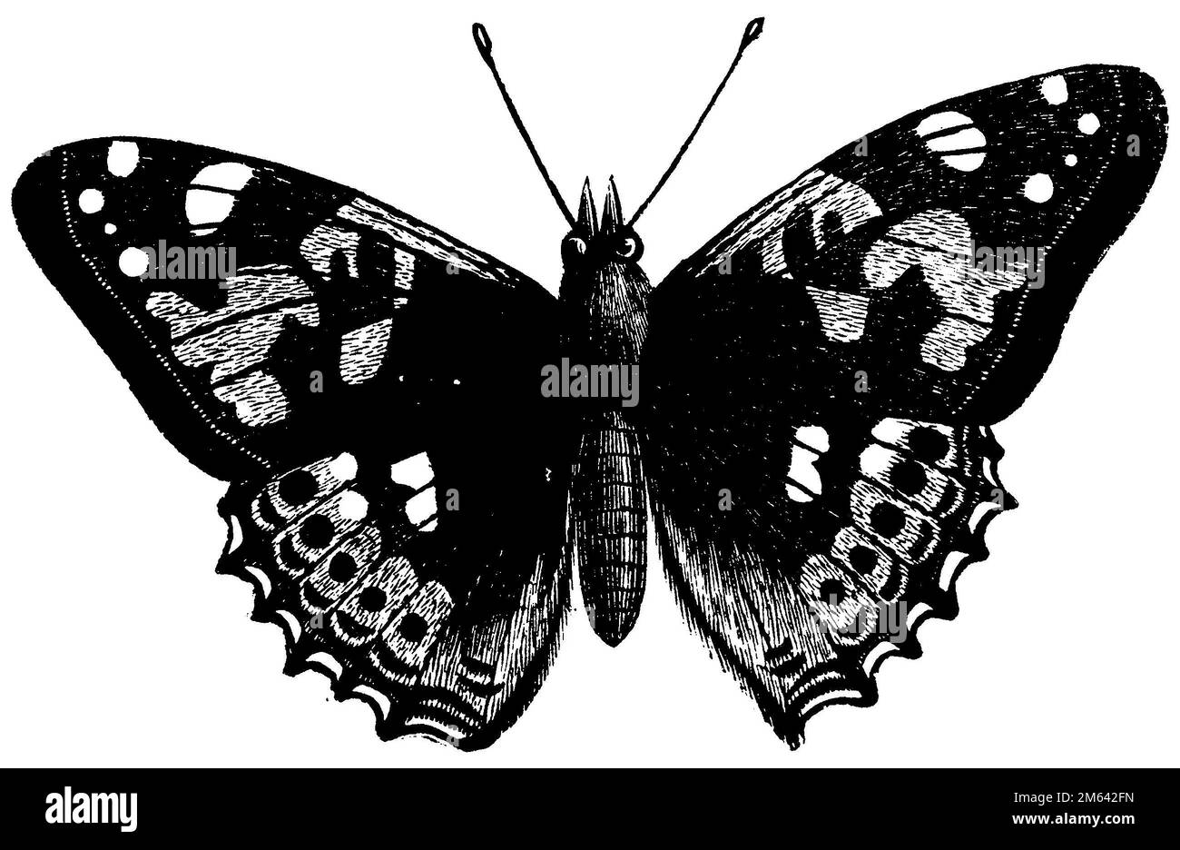 , Vanessa cardui, (encyclopédie, 1893), Distelfalter, Banque D'Images