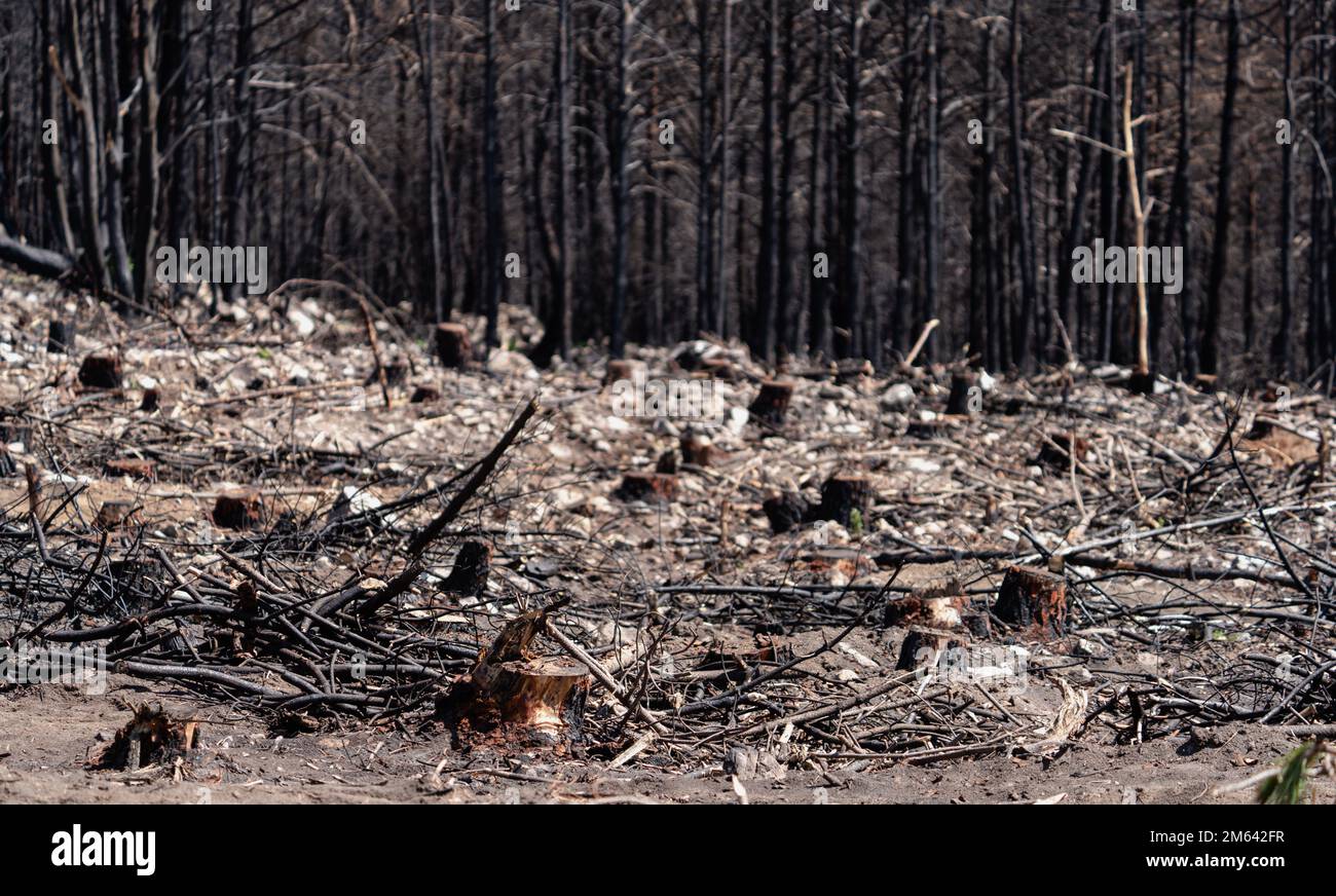 Souches et forêt de pins brûlés en arrière-plan Banque D'Images