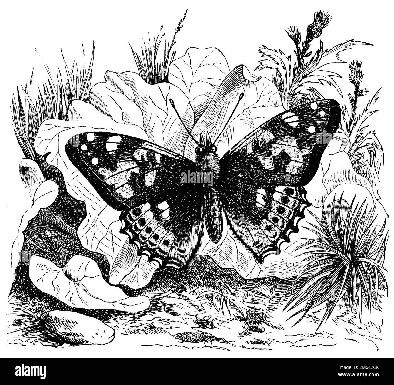 , Vanessa cardui, (encyclopédie, 1893), Distelfalter, Banque D'Images