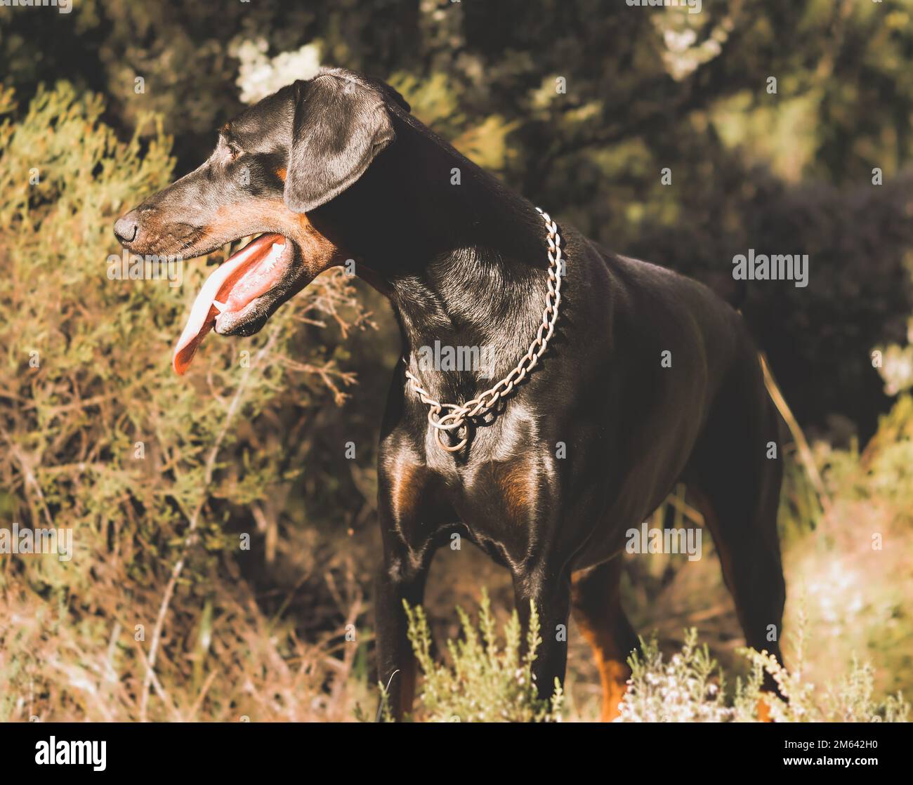 Chien Doberman dans la nature Banque D'Images