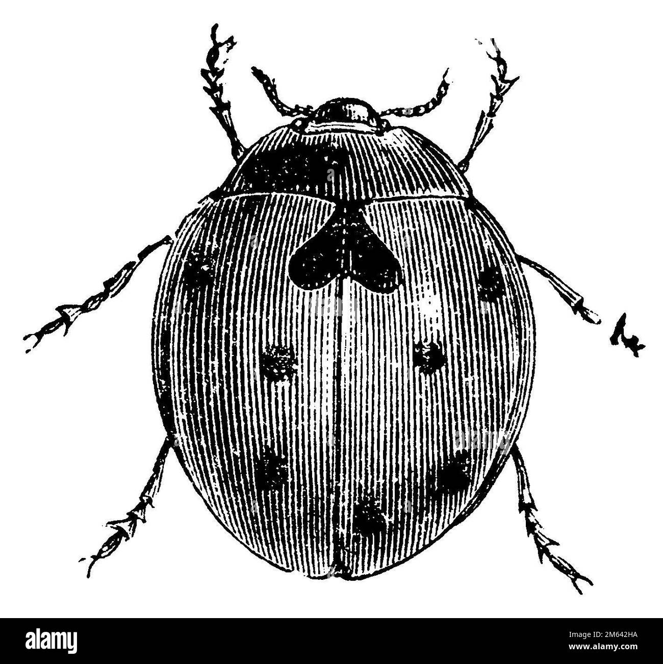 Coccinella septempunctata, (livre de biologie, 1909), Siebenpunkt-Marienkäfer, 7-spots, Coccinelle Banque D'Images