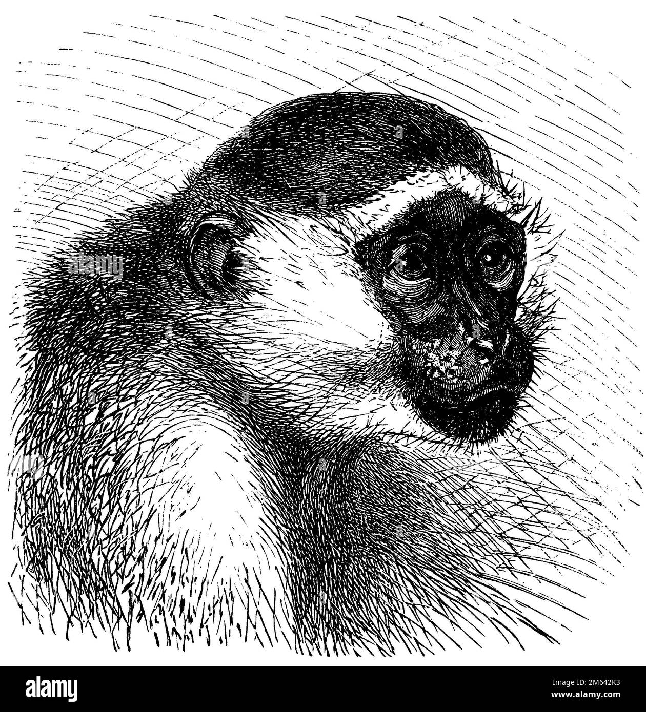 Green Monkey, Chlorocebus sabaeus, (encyclopédie, 1898), Westliche Grünmeerkatze, Ver. Vervet Banque D'Images