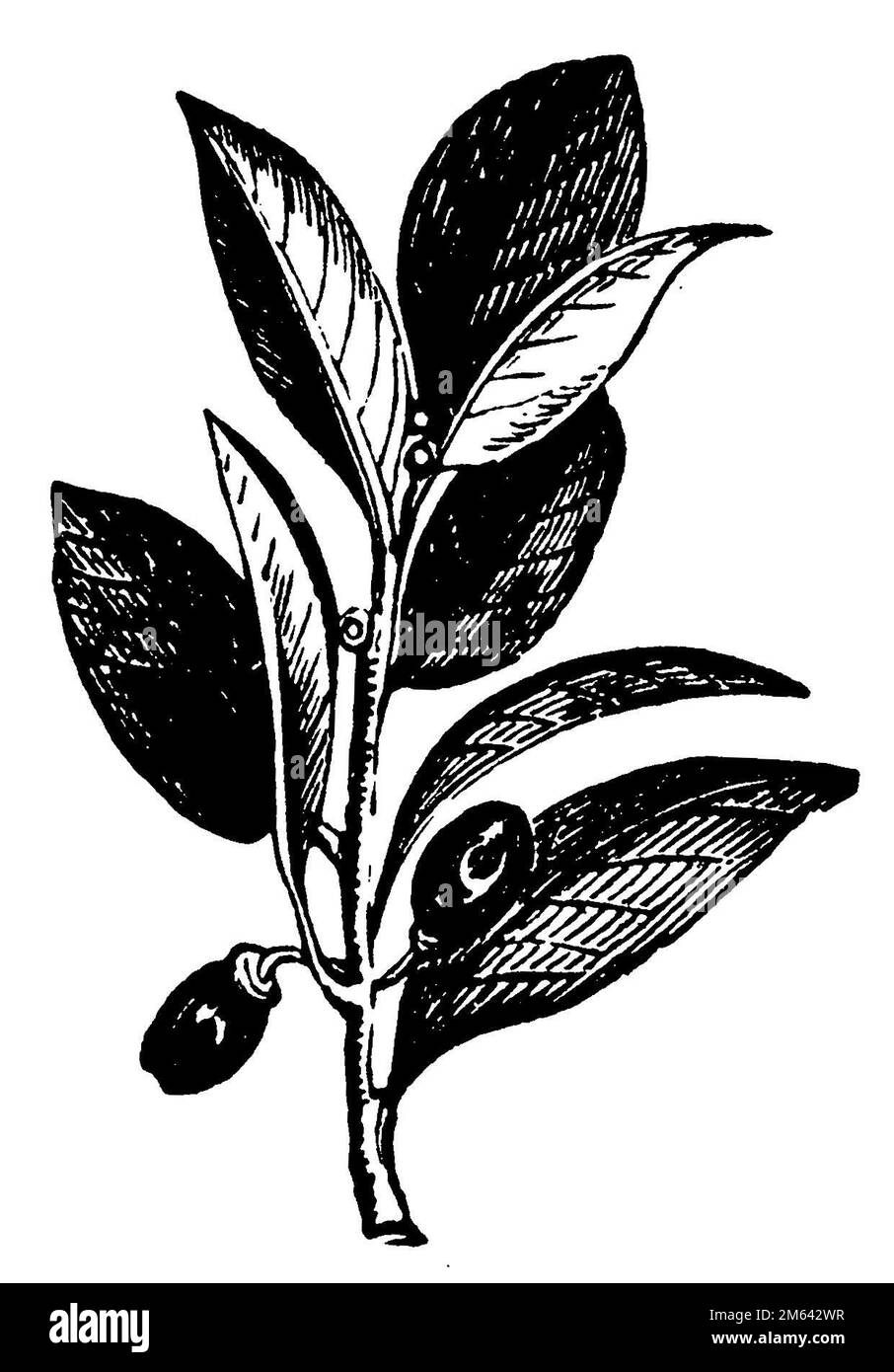 Laurus nobilis, (encyclopédie, 1900), Lorbeer, laurier Banque D'Images