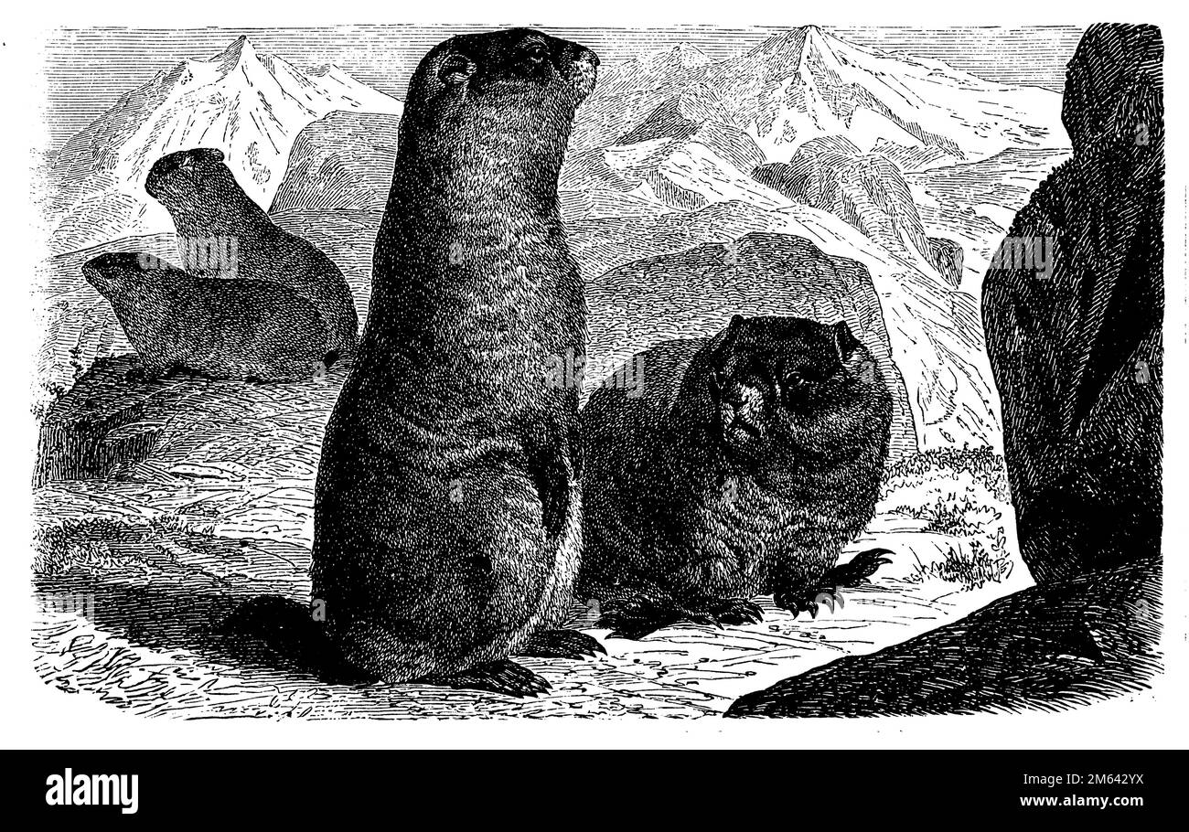Marmot, Marmota marmota, (encyclopédie, 1888), Alpenmurmeltier, Marmotte des Alpes Banque D'Images