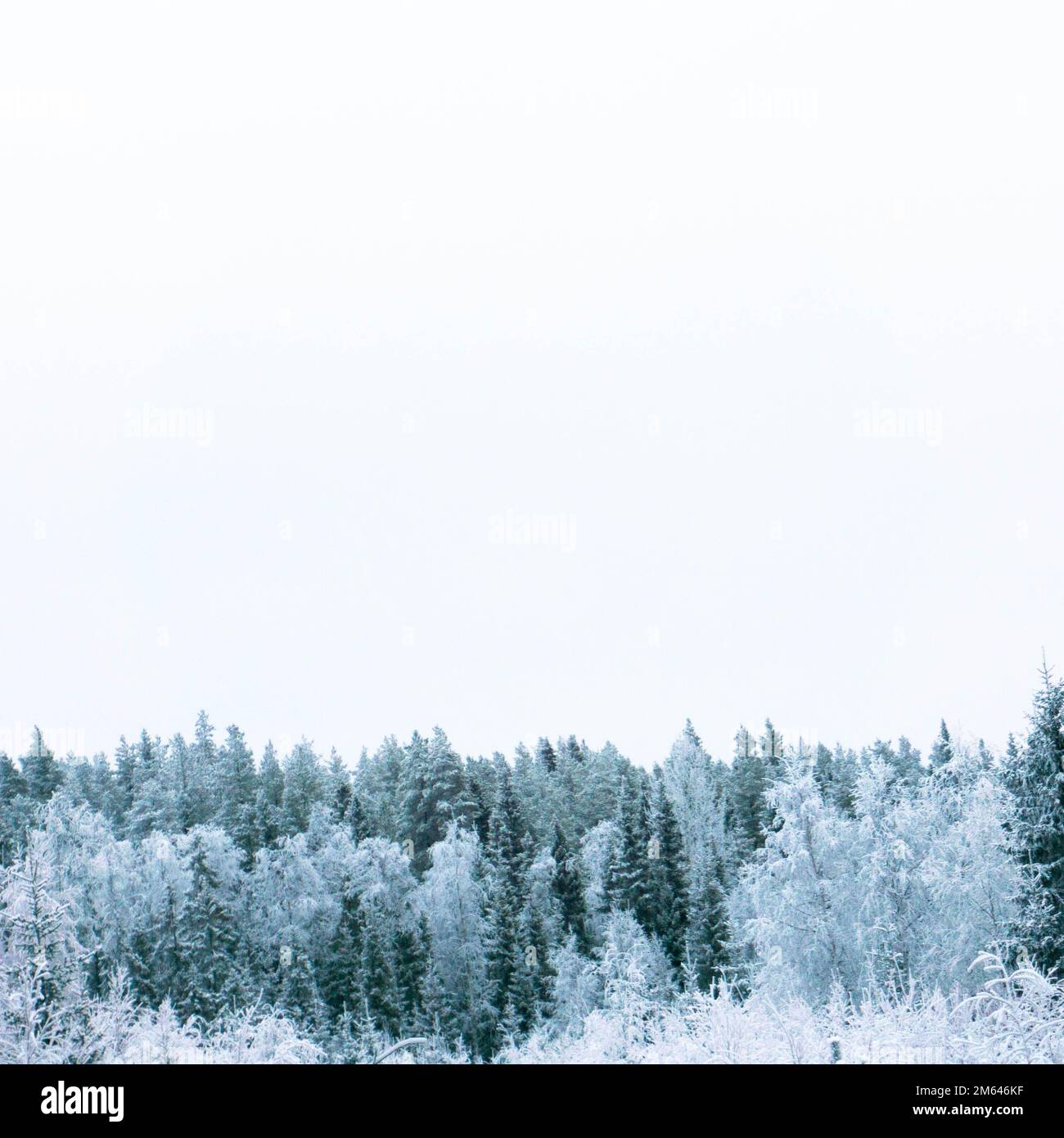 Photographie de sommets de Snowy Tree en Suède pendant l'hiver / Treixq Banque D'Images