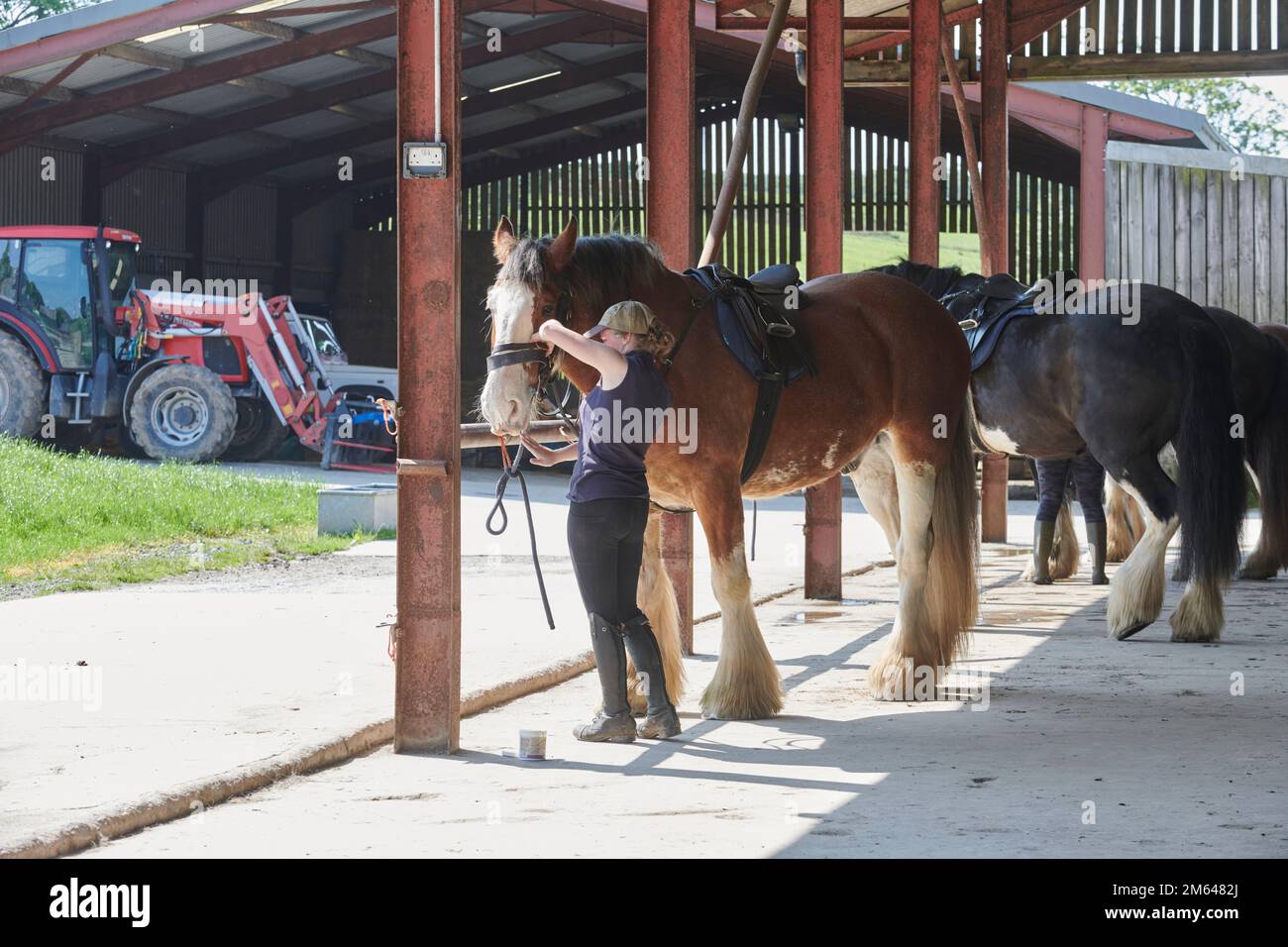 Clydesdale Draft Horses (Equus cabalus) sont prêts à être mis à pied pour une journée de trekking. Banque D'Images