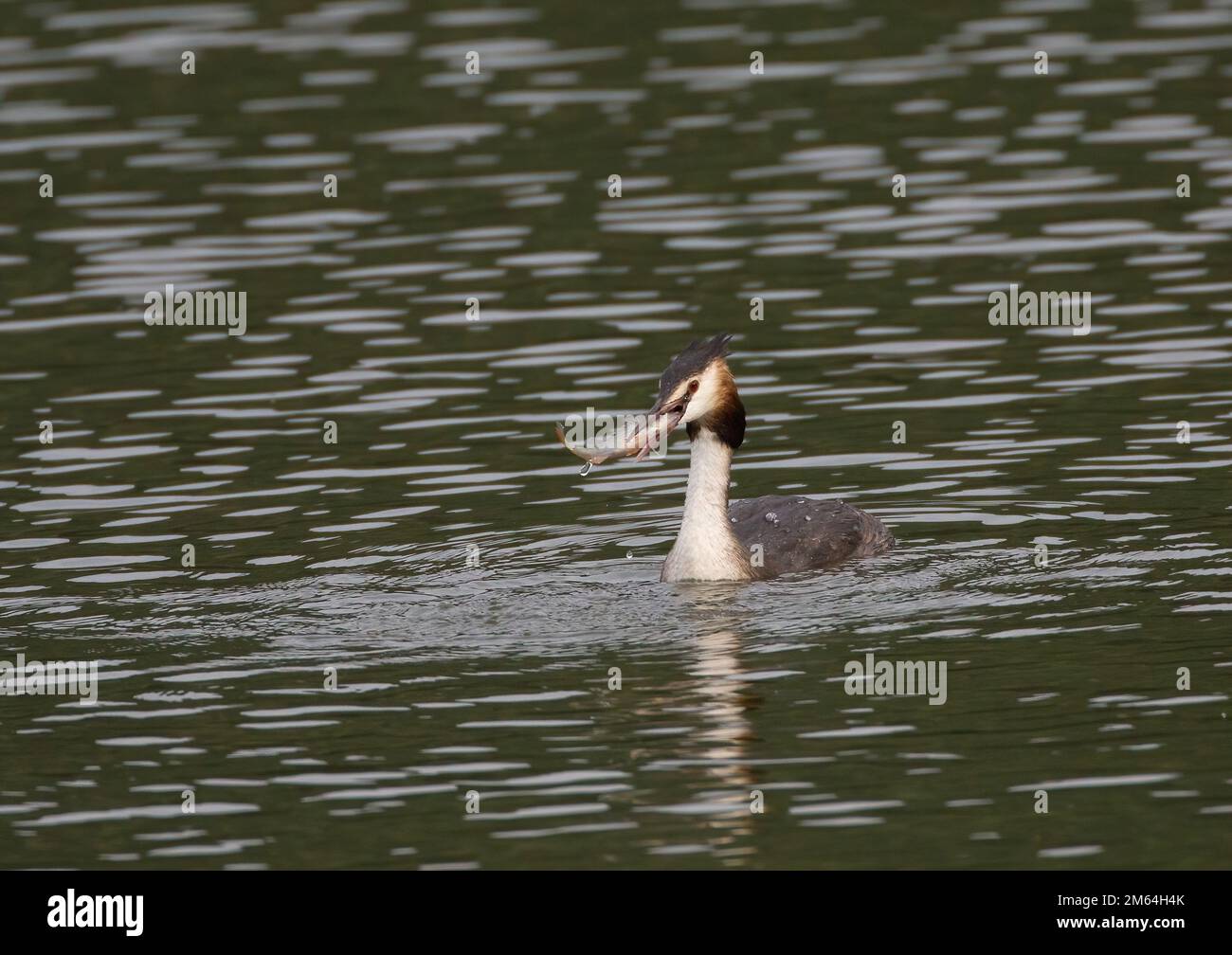 Pêche à la Grebe à crête Banque D'Images