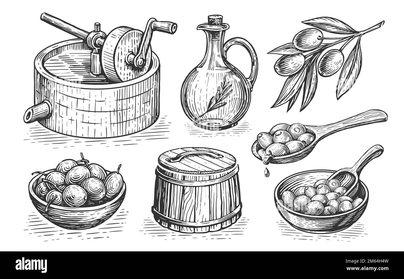 Concept d'huile d'olive. Alimentation naturelle saine de la ferme biologique. Illustration dessinée à la main dans un style de gravure vintage Banque D'Images