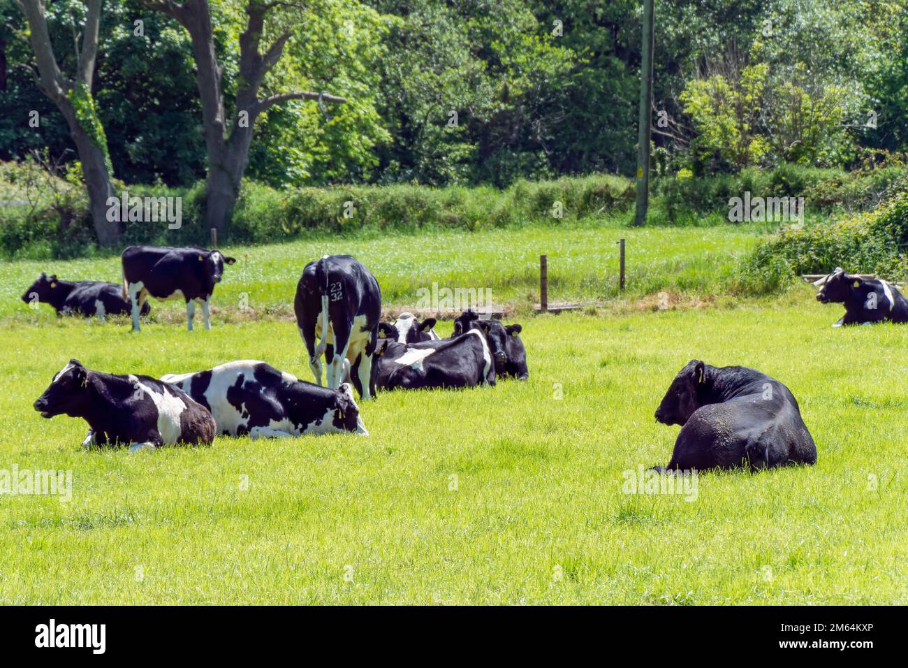 Plusieurs vaches et un gros taureau noir se trouvent sur un pré vert le jour ensoleillé du printemps. Bétail sur pâturage libre. Ferme écologique, paysage. Noir et blanc c Banque D'Images