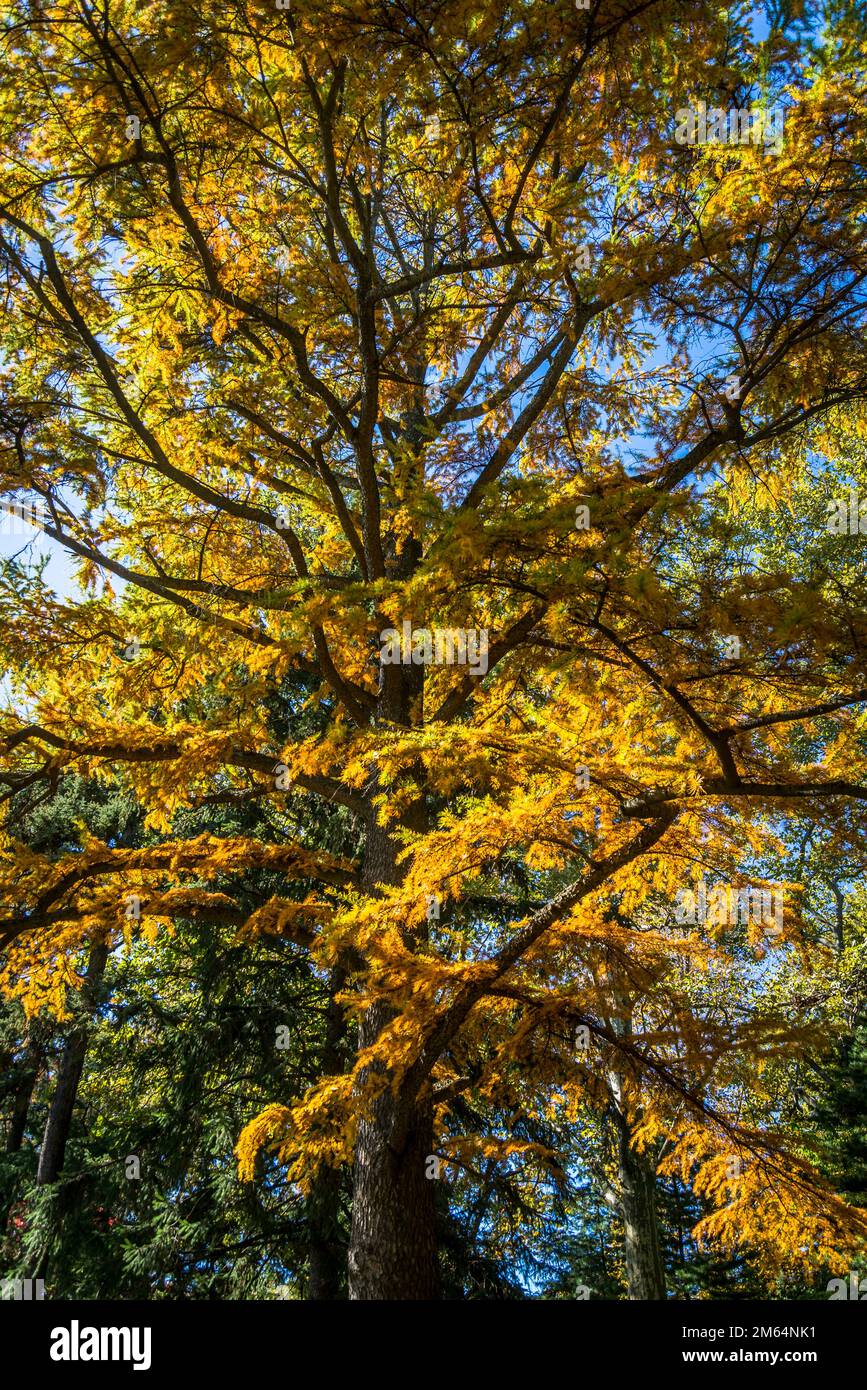 Mélèze doré, famille des pins, jardin botanique de Brooklyn, fondé en 1910, New York, ÉTATS-UNIS Banque D'Images
