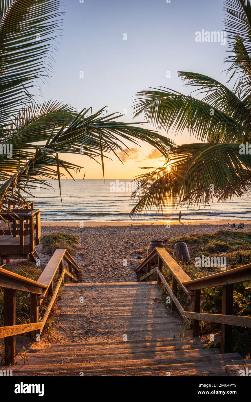 Le soleil levant brille à travers les palmiers sur une plage de Floride. Banque D'Images