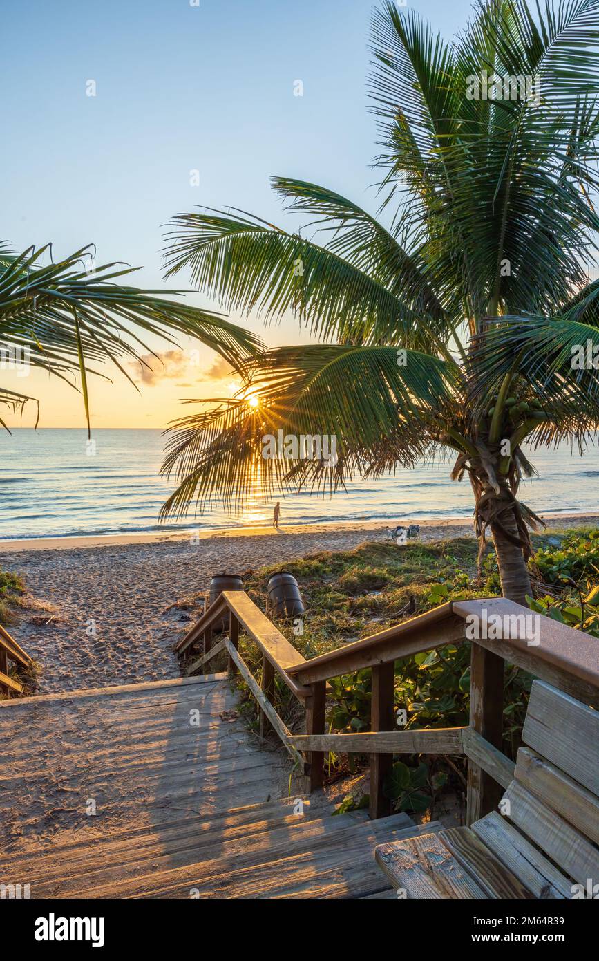 Le soleil levant brille à travers les palmiers sur une plage de Floride. Banque D'Images