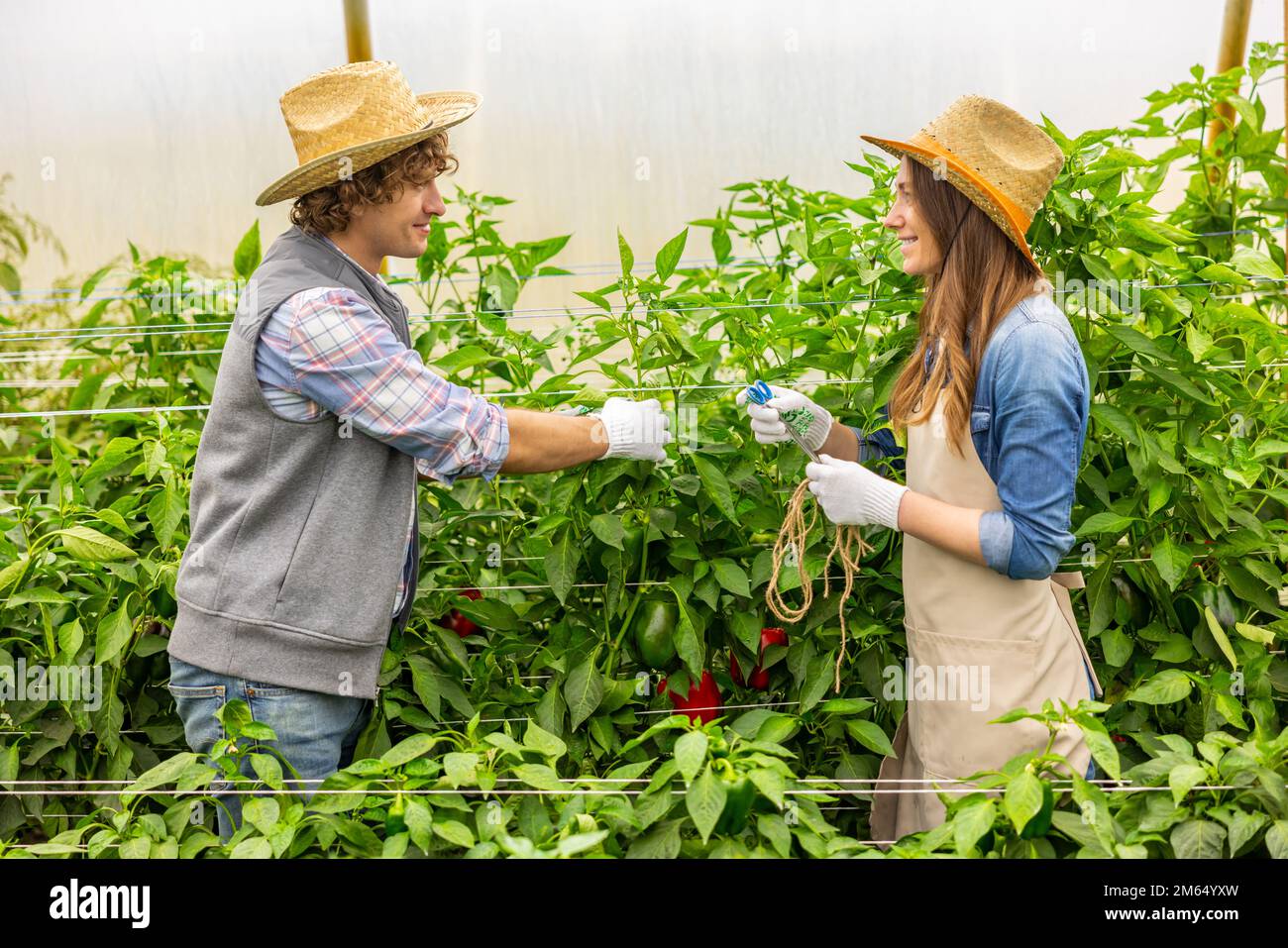 Couple joyeux d'agriculteurs qui nouent des poivrons au support Banque D'Images