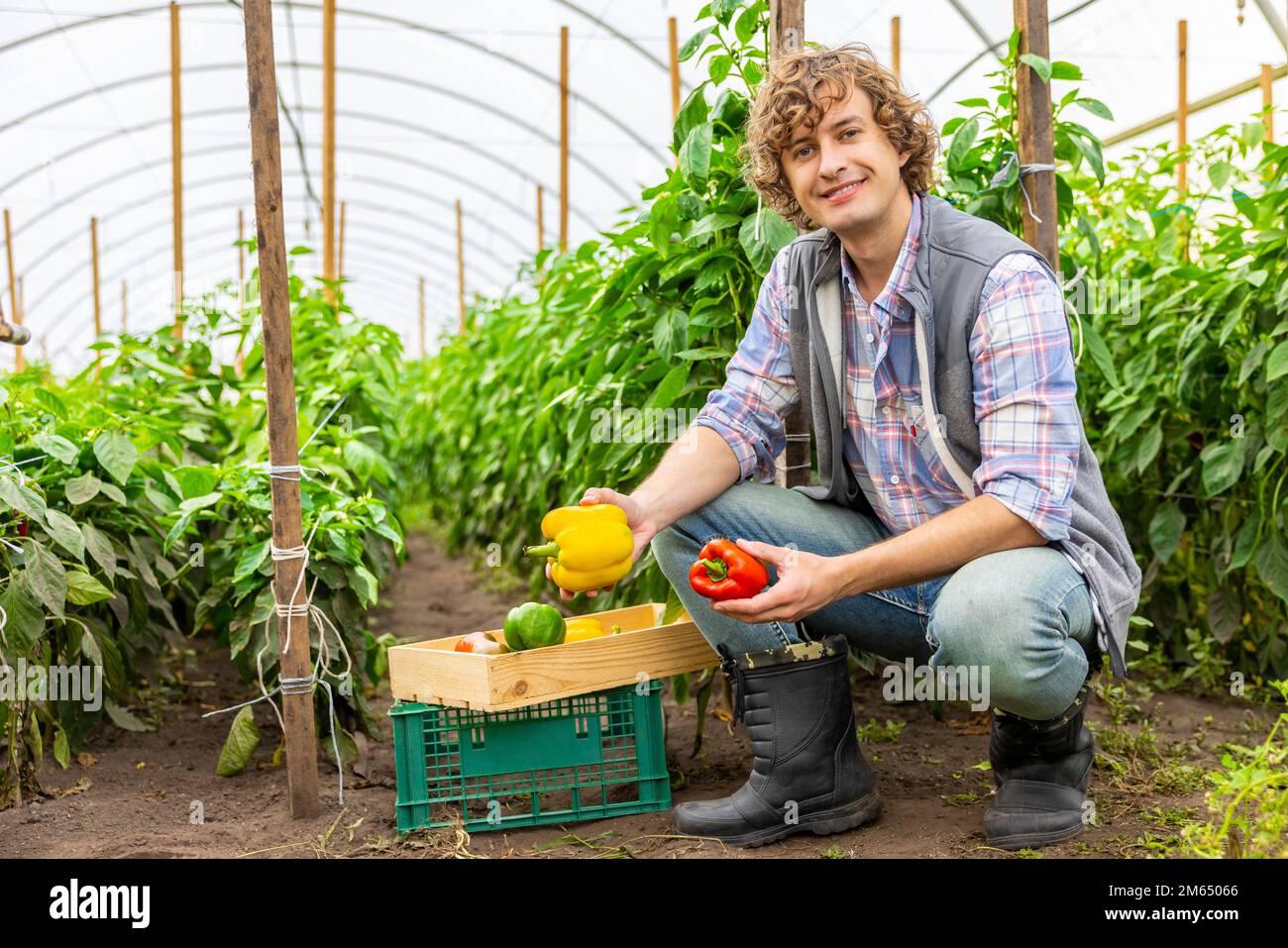 Sourire heureux jeune ouvrier de serre récolte paprika Banque D'Images