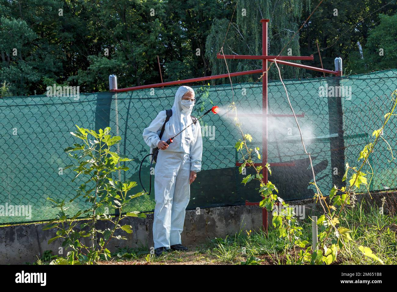 Le jardinier en costume de protection, en masque et en lunettes, à l'aide d'un pulvérisateur professionnel, traite les feuilles des jeunes raisins avec des insecticides Banque D'Images