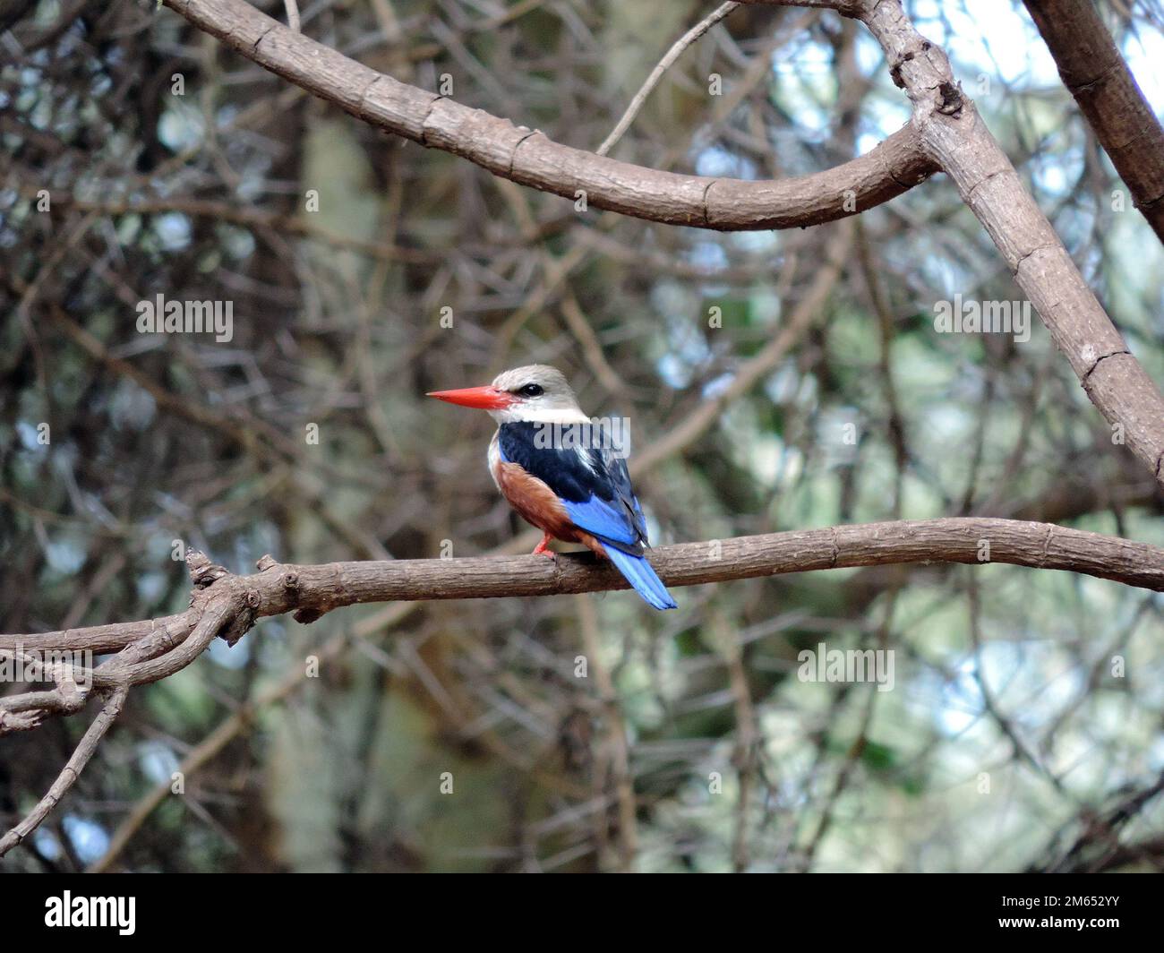 Kingfisher dans un arbre de la savane Tanzanie Afrique de l'est Banque D'Images