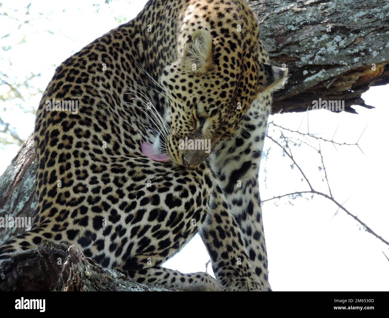 Léopard dans un arbre dans la savane Tanzanie Afrique de l'est Banque D'Images