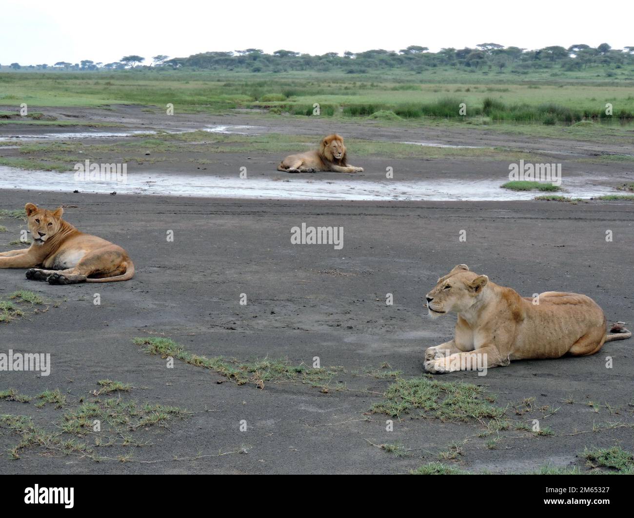 Lion et lionnes dans la savane tanzanienne Afrique de l'est Banque D'Images