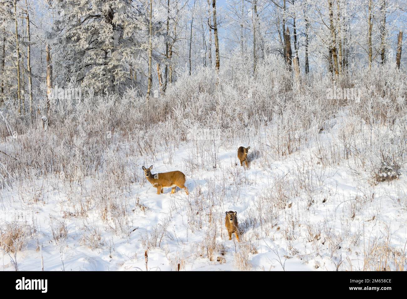 cerf paître sur une colline enneigée Banque D'Images