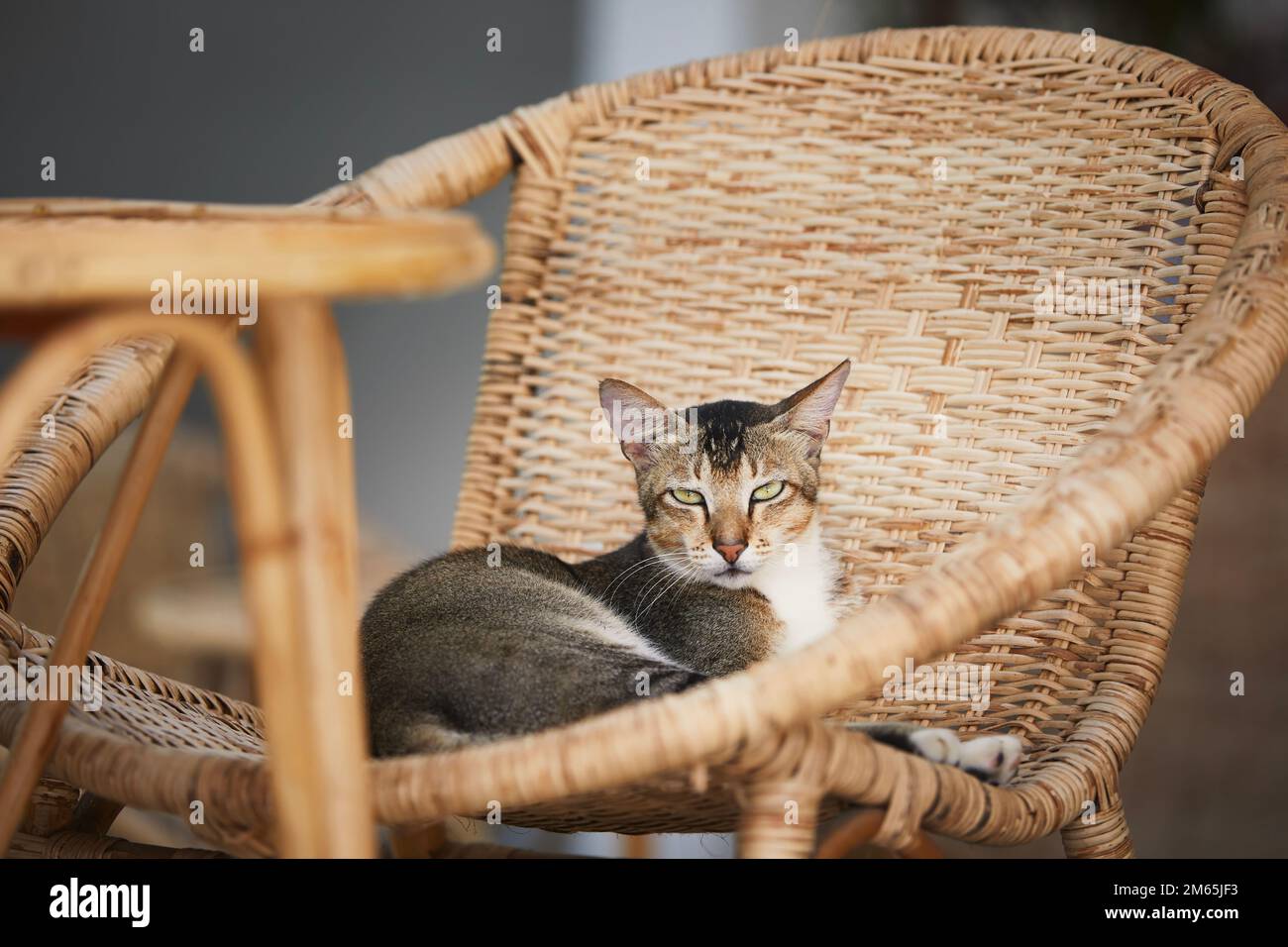 Joli chat tabby couché confortablement sur une chaise en osier regardant l'appareil photo. Vie domestique avec animaux. Banque D'Images