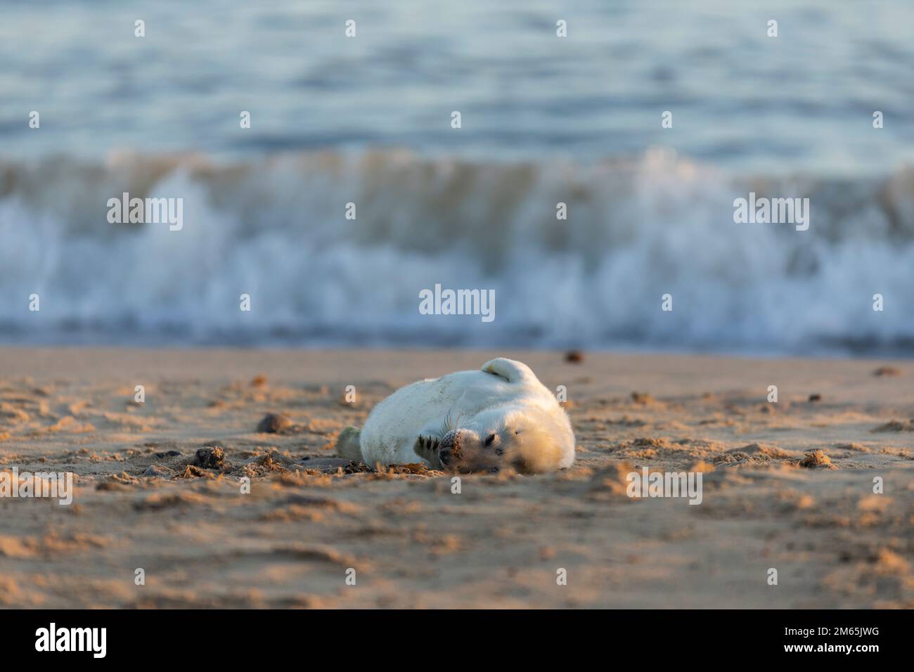 Phoque gris (Halichoerus grypus) chiot nouveau-né sur une plage de sable avec des vagues écrasant Banque D'Images