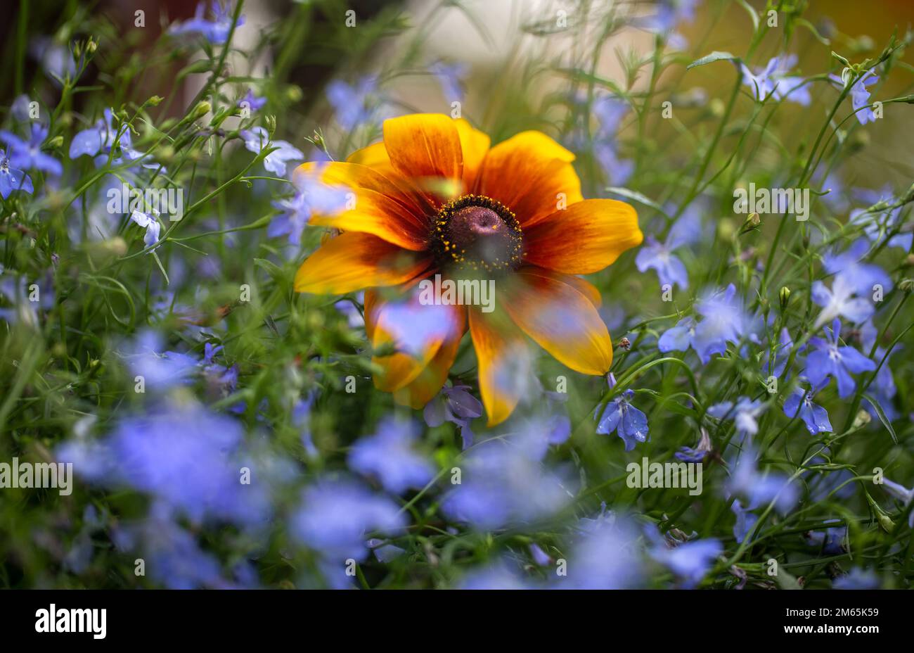 Rudbeckia rustique Dwarf et oubliez-moi pas fleurs.jaune, orange et fleur d'or parmi une mer de petites fleurs bleues Banque D'Images