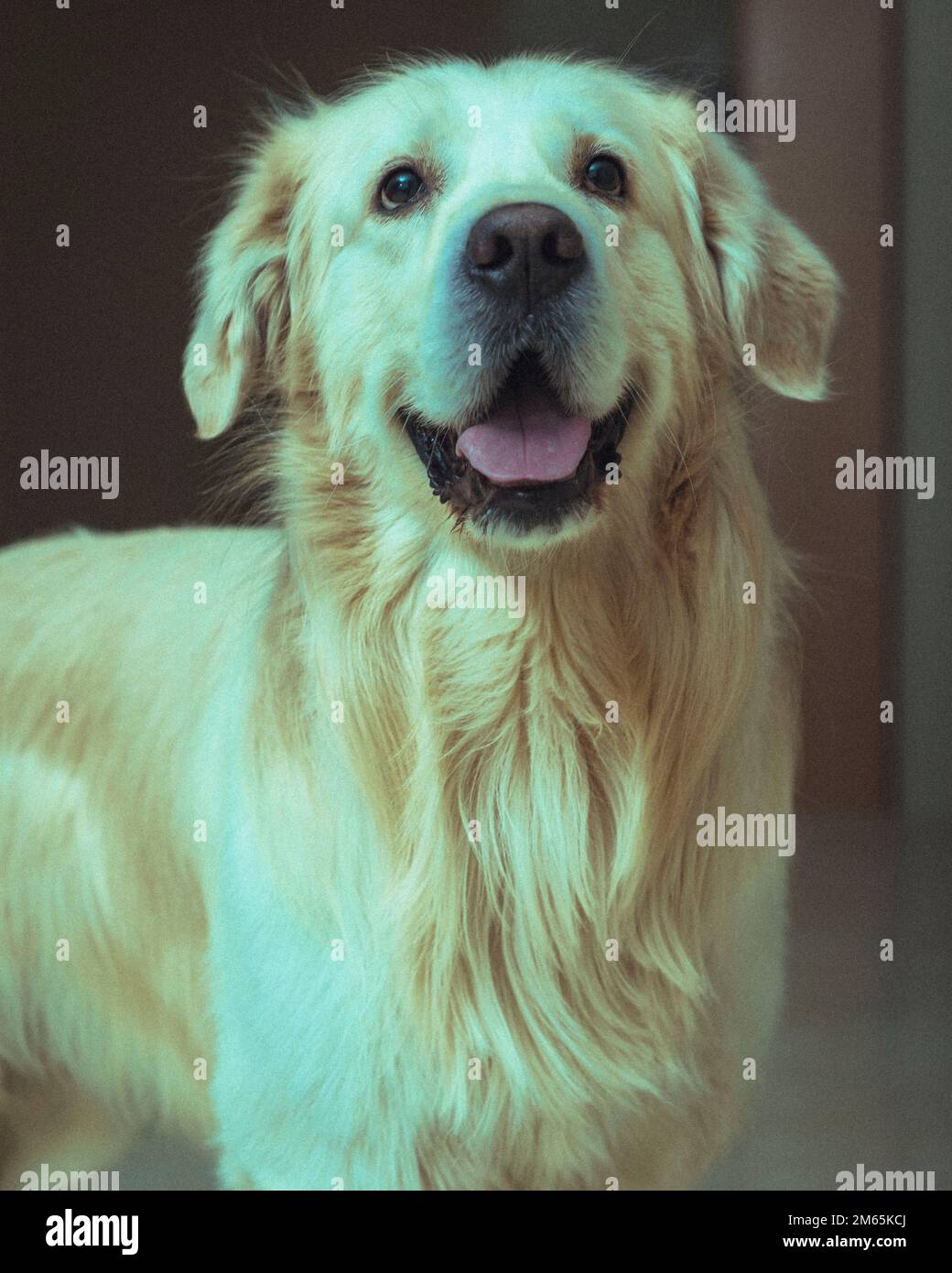 chien Banque D'Images