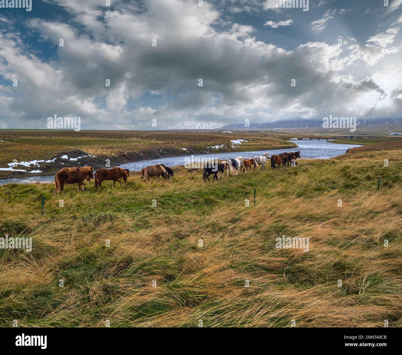 Le troupeau de chevaux islandais se trinque dans l'ouest de l'Islande, dans la péninsule de Vatnsnes. Une seule race de cheval vit en Islande. Des chevaux islandais magnifiques et bien entretenus Banque D'Images