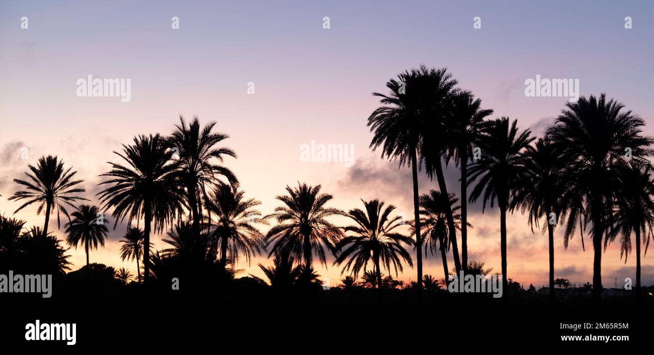 Horizon rempli de palmiers au coucher du soleil Banque D'Images