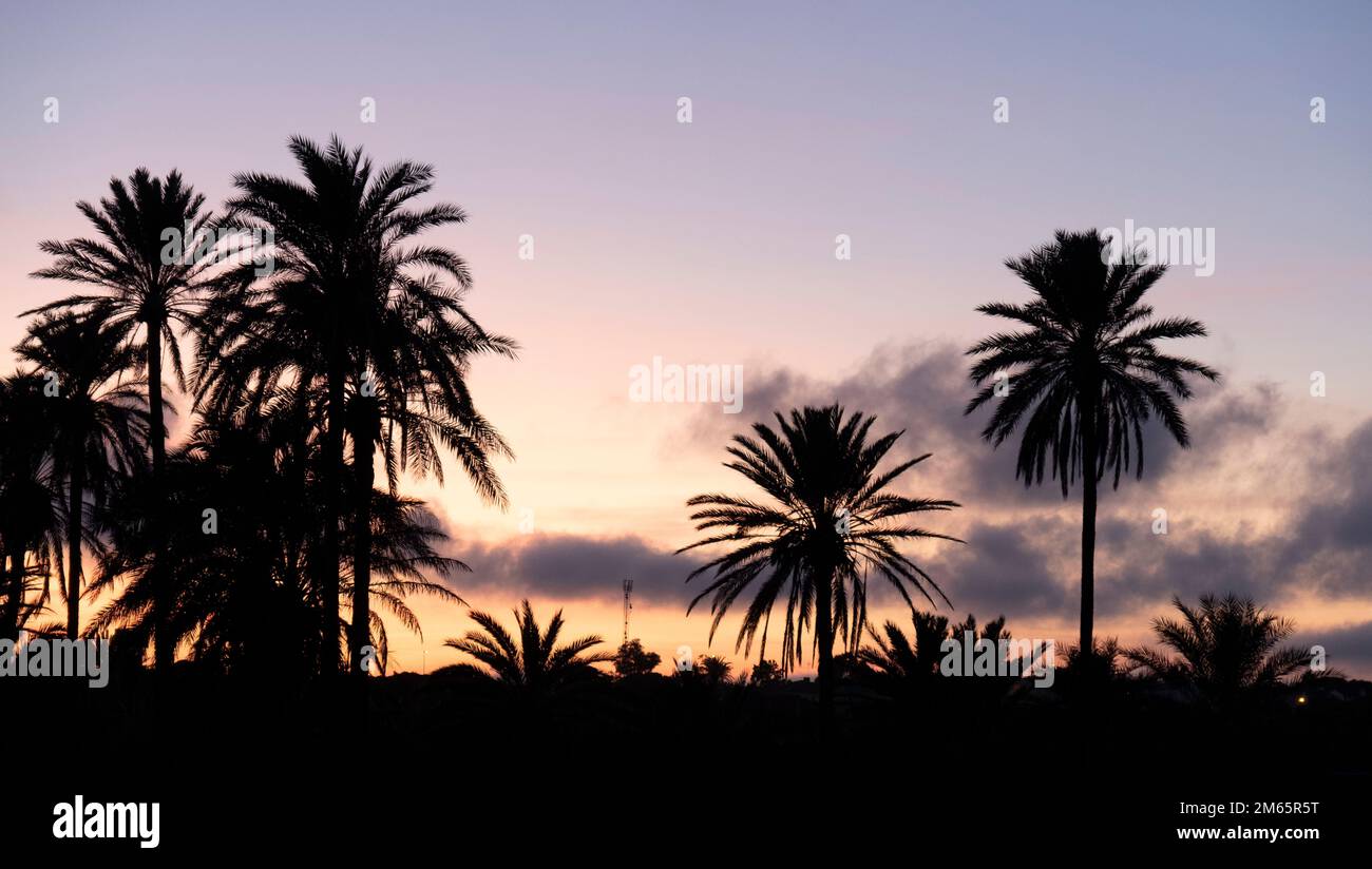 Horizon rempli de palmiers au coucher du soleil Banque D'Images