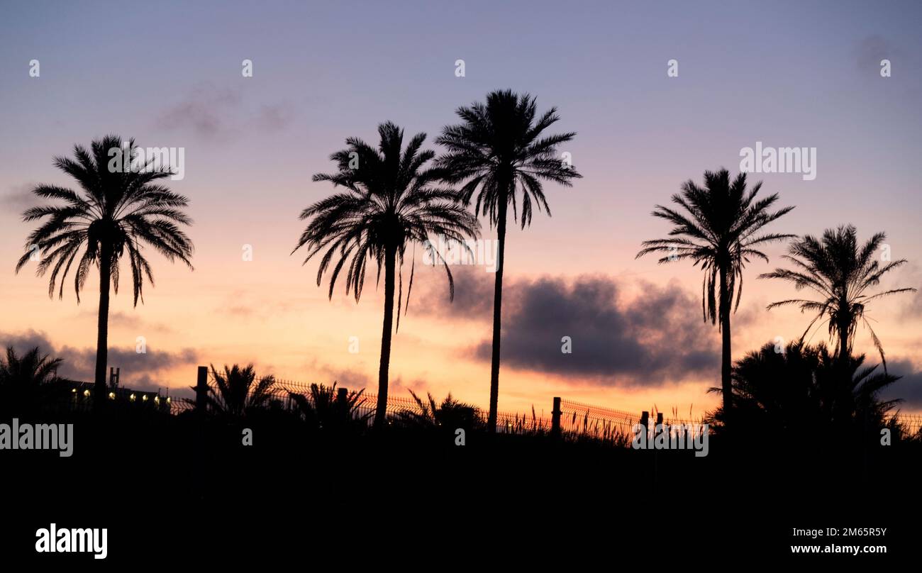 Horizon rempli de palmiers au coucher du soleil Banque D'Images