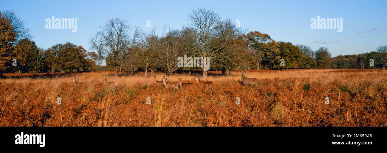Red Deer, Cervus elaphus, harem avec stag et hinds, Richmond Park, Londres, Royaume-Uni Banque D'Images