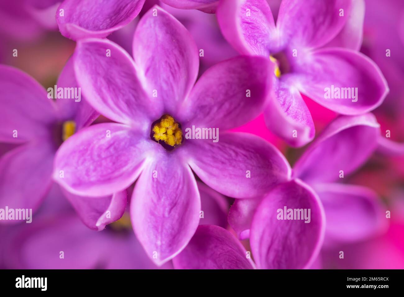 fleurs-tubulaires-quatre-lobes-banque-de-photographies-et-d-images