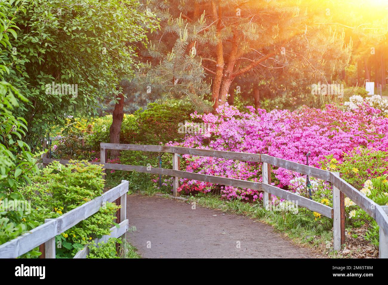 Sentier dans un jardin azalée en pleine floraison Banque D'Images