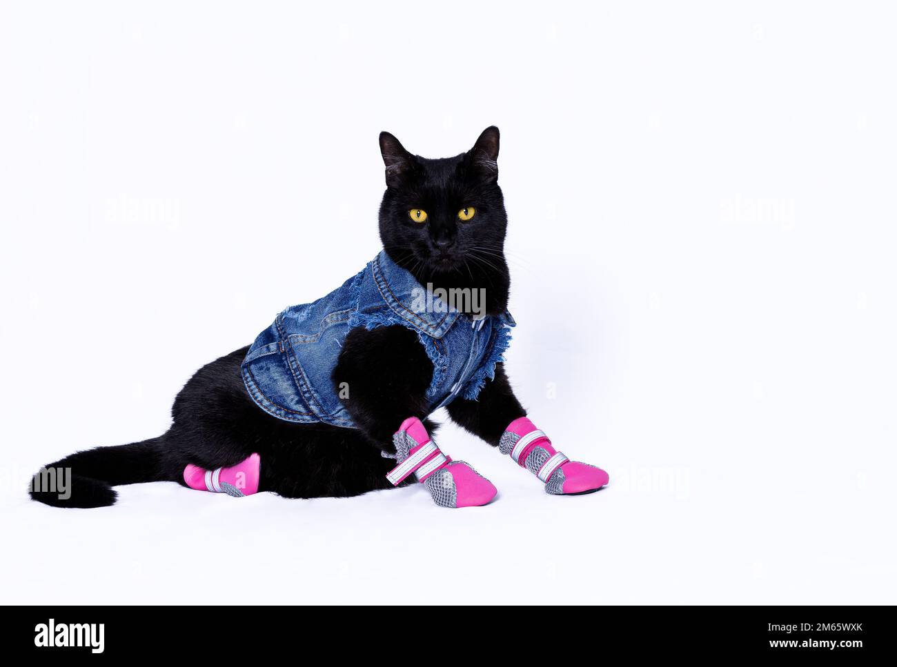 Chat noir en bleu jean veste posée comme un modèle de mode Banque D'Images