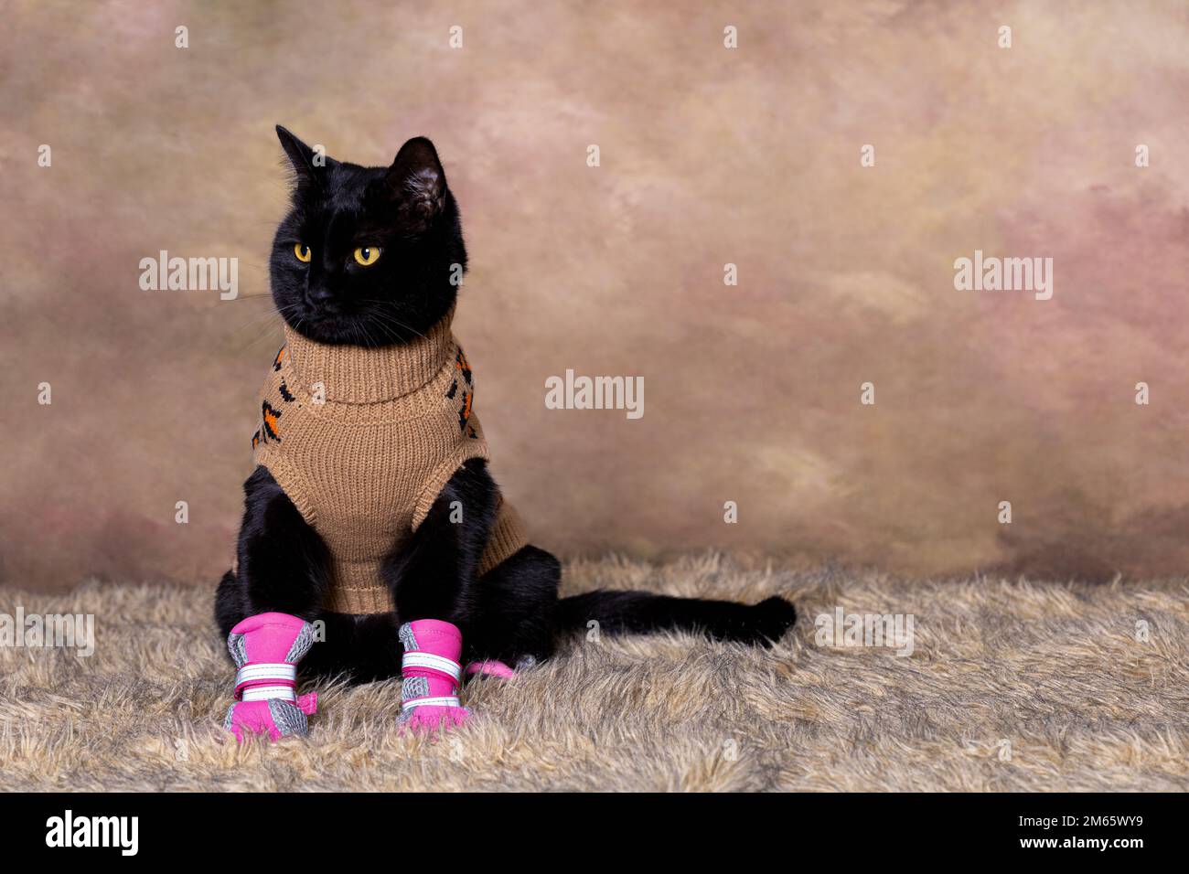 Chat noir vêtu d'un col roulé beige Banque D'Images