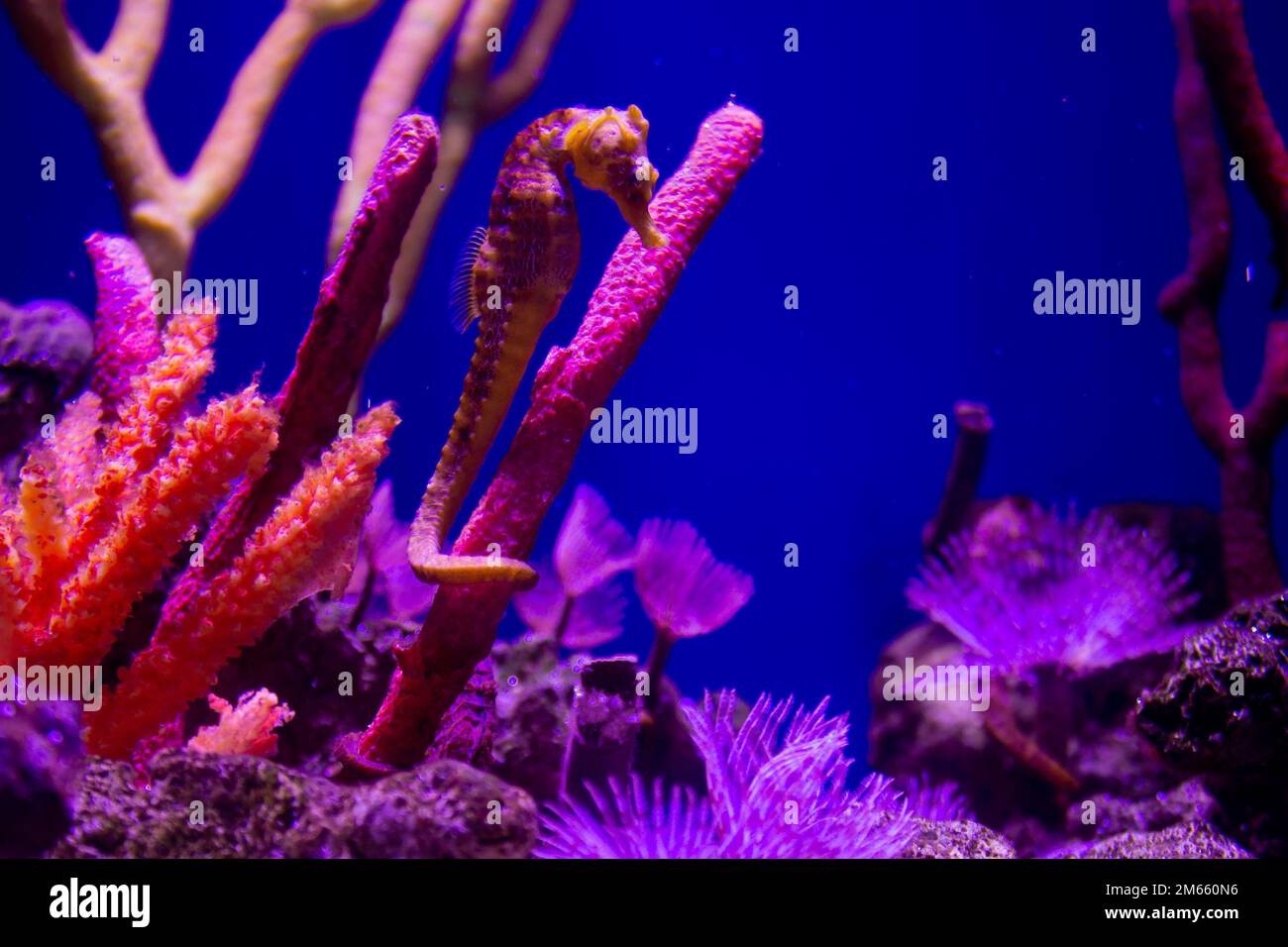 Hippocampe nageant dans un récif de corail coloré Banque D'Images
