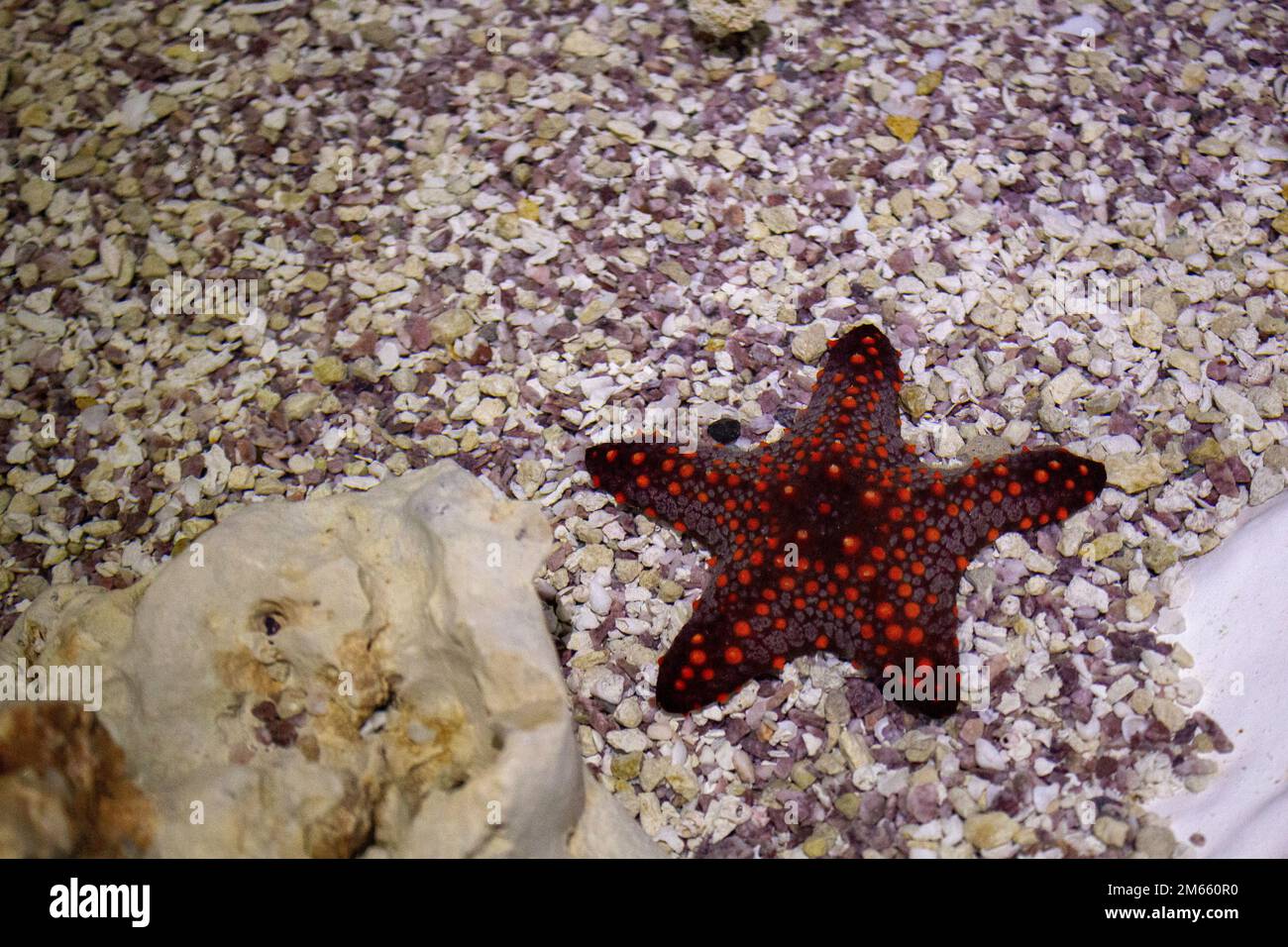 Sea star dans le réservoir de récif Banque D'Images