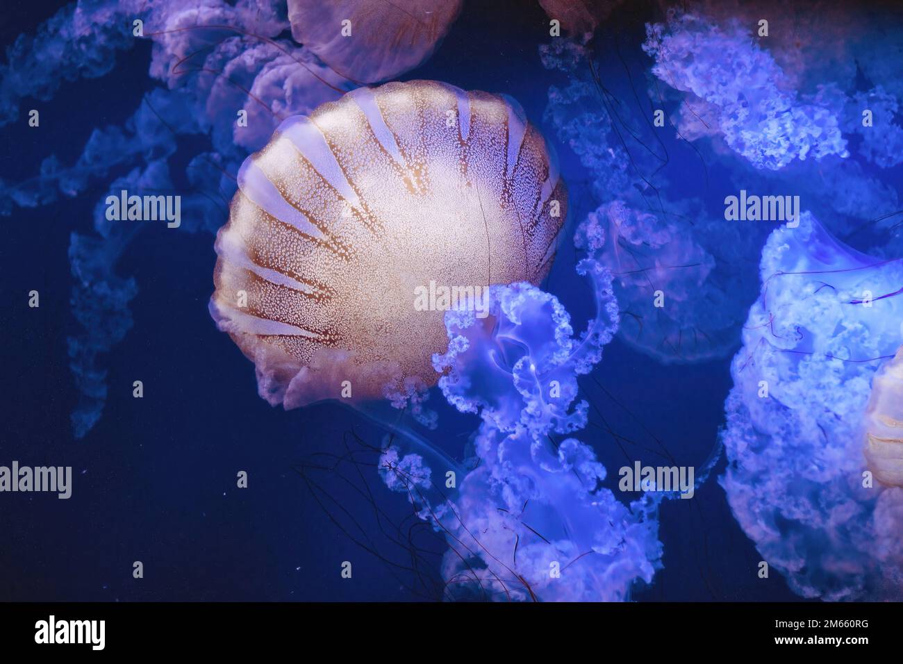 Gros plan d'un essaim de Chrysaora plocamia méduse, communément connu sous le nom d'ortie maritime sud-américaine Banque D'Images