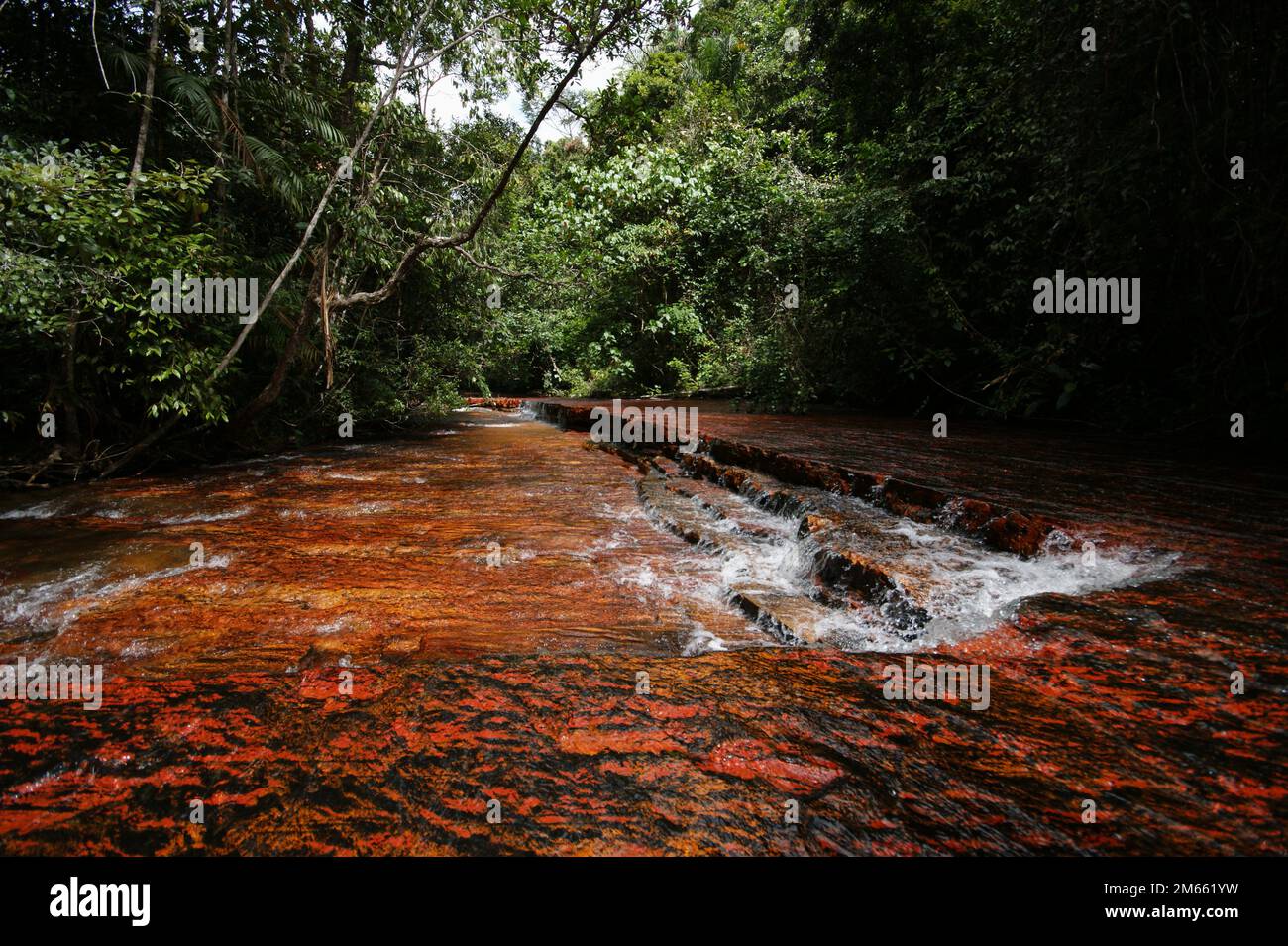 Le lit de la rivière red jasper est entouré d'une forêt à Quebrada de Jaspe, Jasper Creek, Gran Sabana, Venezuela Banque D'Images
