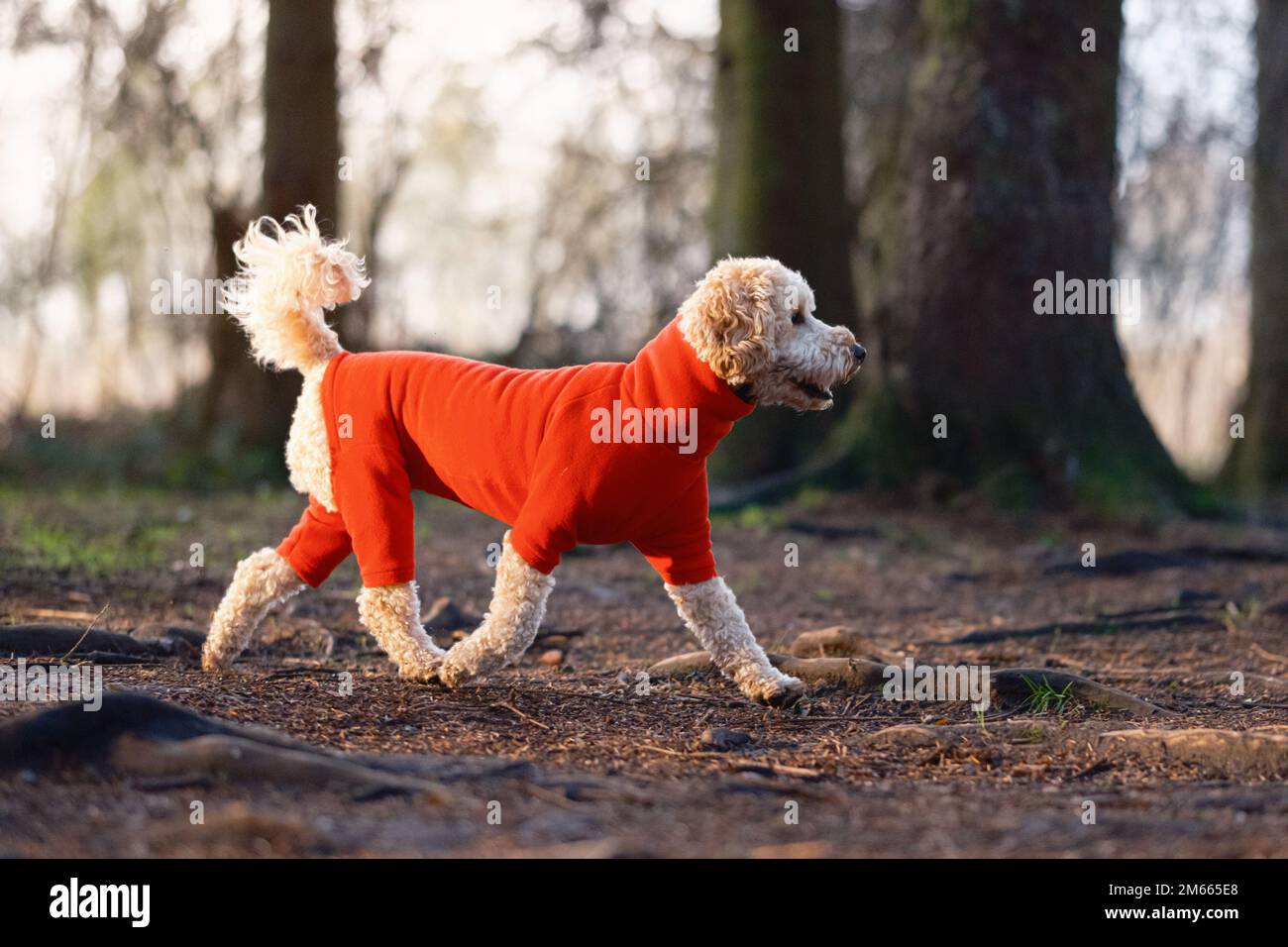 Chien de Cockapoo en polaire rouge à l'extérieur du parc Banque D'Images