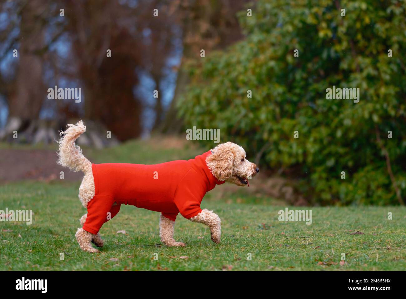 Chien de Cockapoo en polaire rouge à l'extérieur du parc Banque D'Images